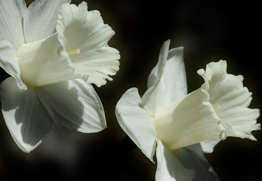 fleurs de päques