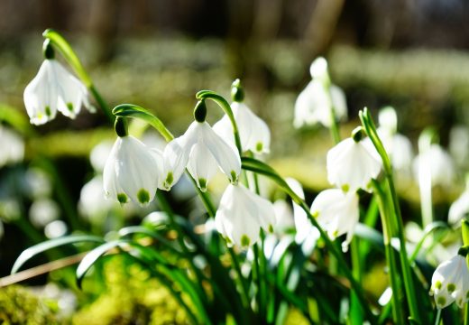 flocon de neige