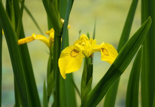 fleurs