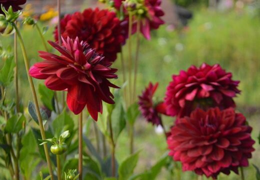 Fleur dahlias