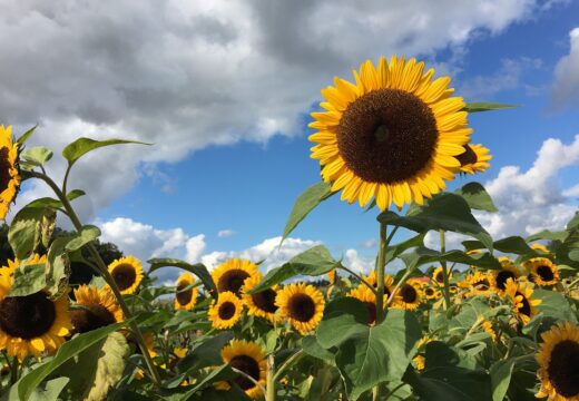 Tournesol